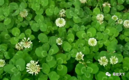 民间植物风水学(图6)