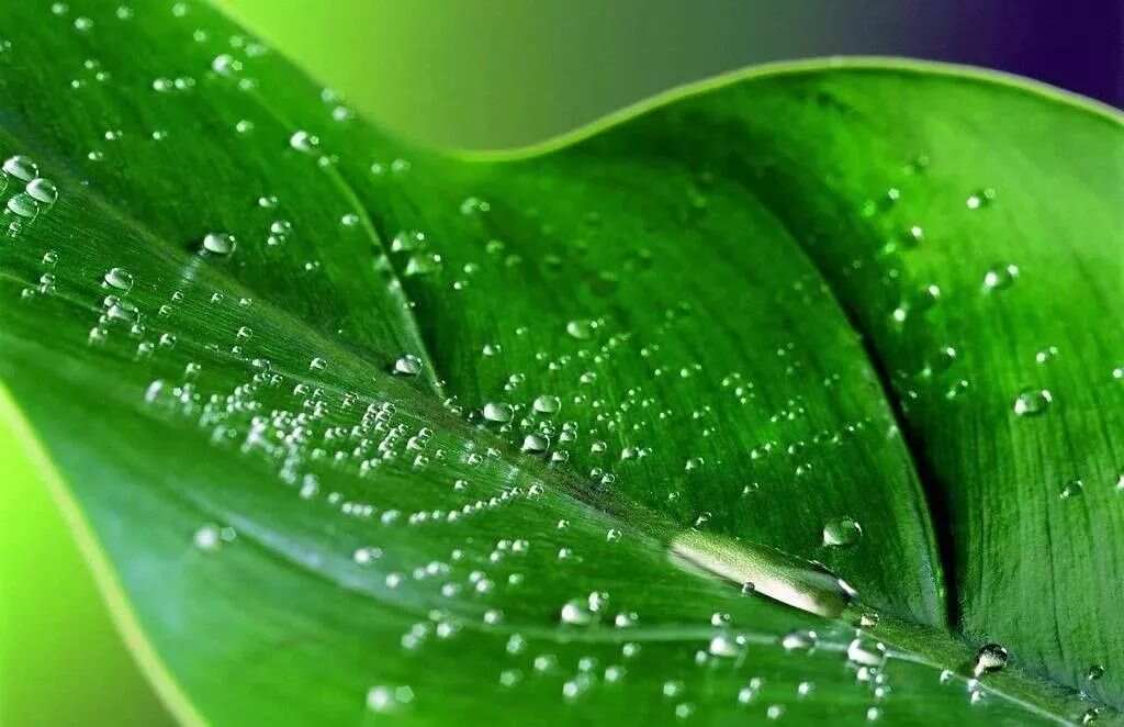 威廉希尔植物风水大全（全了赶紧收藏）(图3)