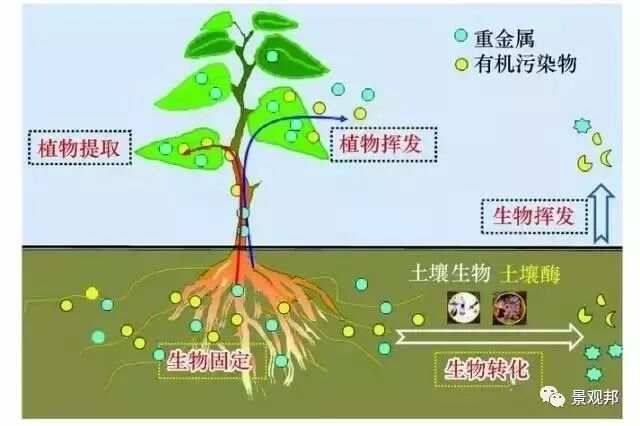 威廉希尔植物风水大全（全了赶紧收藏）(图5)