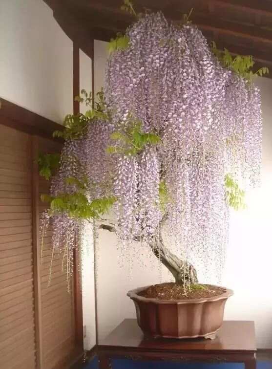 威廉希尔植物风水大全（全了赶紧收藏）(图6)