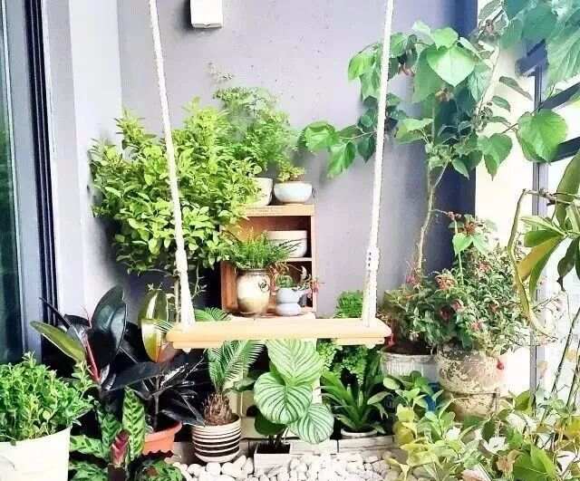 威廉希尔植物风水大全（全了赶紧收藏）(图7)