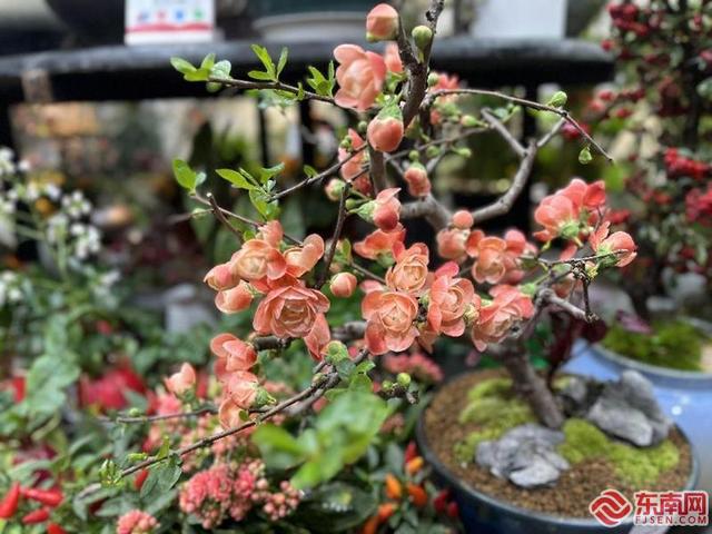 福州年宵花市场寻年味你家的“气氛组”上线了吗？(图5)