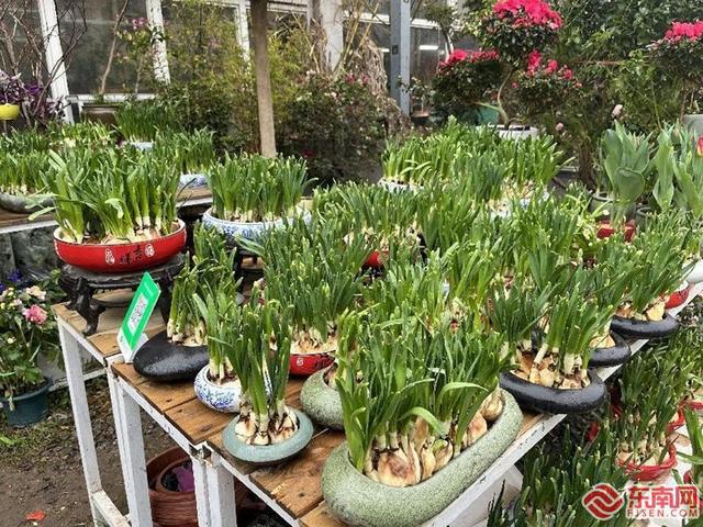 福州年宵花市场寻年味你家的“气氛组”上线了吗？(图3)