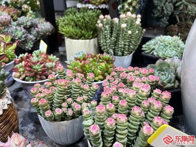 福州年宵花市场寻年味你家的“气氛组”上线了吗？(图4)