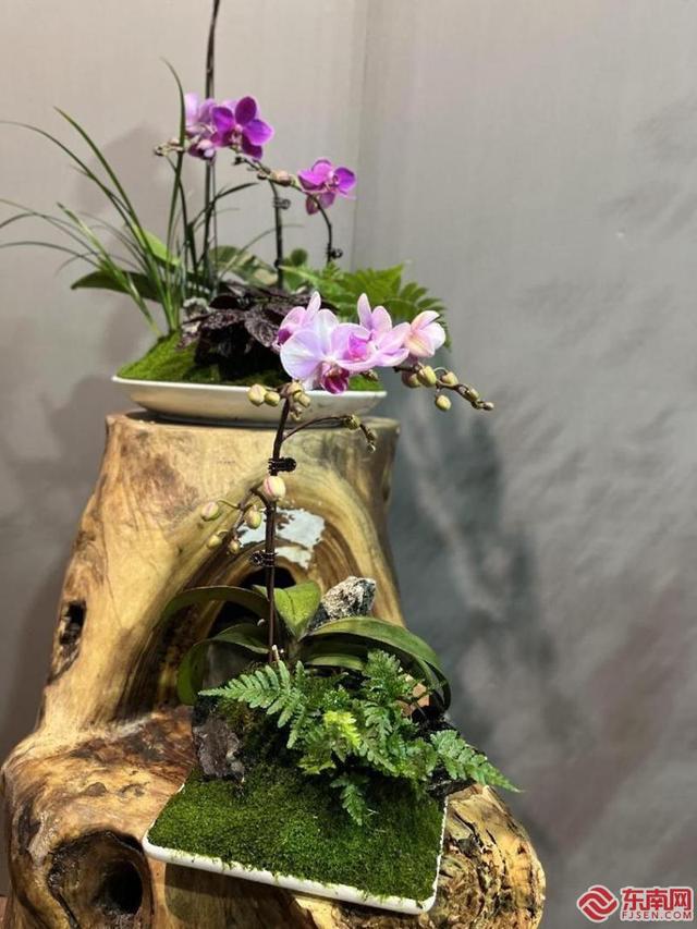 福州年宵花市场寻年味你家的“气氛组”上线了吗？(图6)