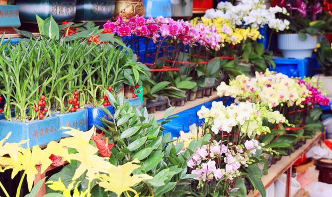 花红柳绿迎新年海口迎春花市年味浓(图2)
