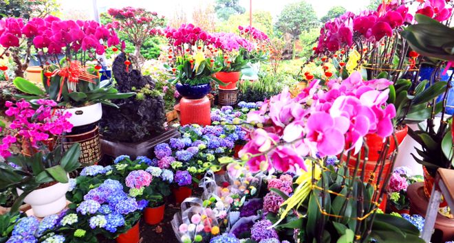 花红柳绿迎新年海口迎春花市年味浓(图5)