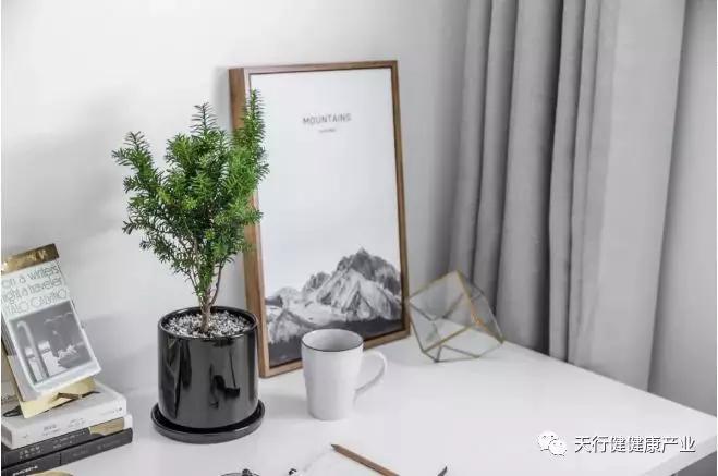 家有红豆杉富贵又平安！(图3)