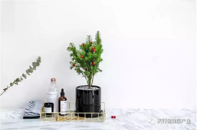 家有红豆杉富贵又平安！(图2)