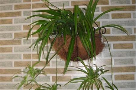 客厅植物摆放与风水？客厅植物摆放注意什么？(图1)