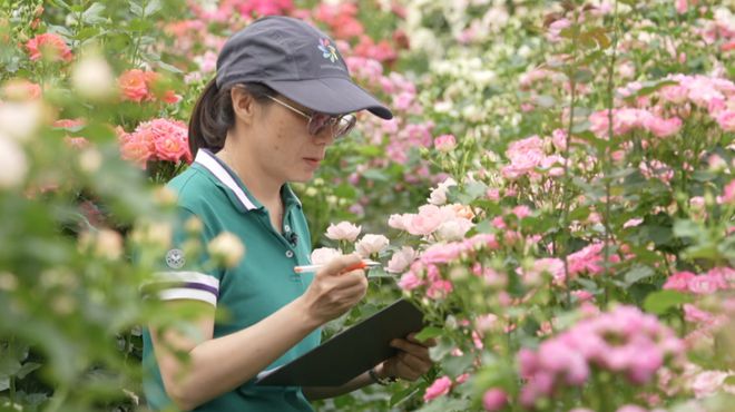 鲜花WilliamHill也有“中国芯”？一年超23亿支花的成交量如何完成？外国姑娘探访“亚洲花都”(图4)