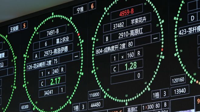 鲜花WilliamHill也有“中国芯”？一年超23亿支花的成交量如何完成？外国姑娘探访“亚洲花都”(图14)