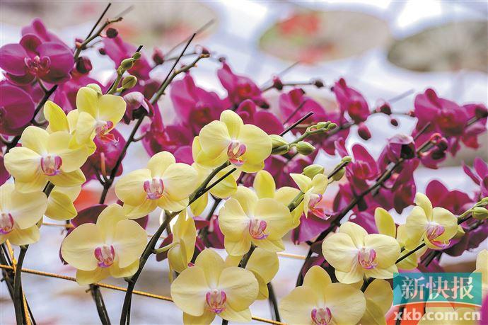 广州首推科普花市百余项活动等你来解锁(图2)