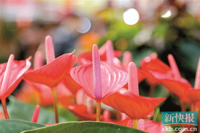 广州首推科普花市百余项活动等你来解锁(图3)