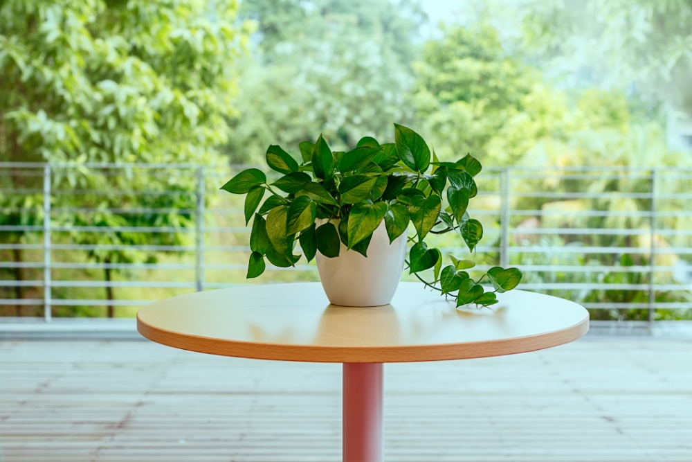 家里种这6种植物不仅旺财挡灾还能增添福禄财运挡不住(图4)
