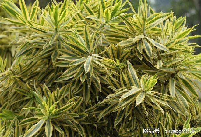 风水小知识——植物风水（一）(图2)