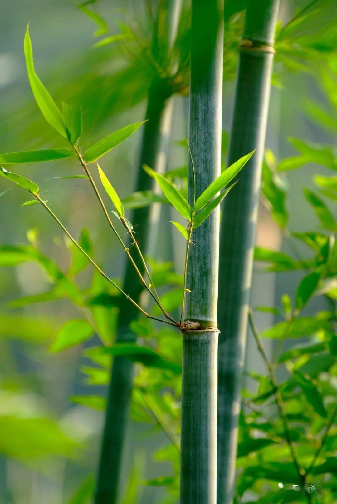 旺财增福的十三种风水植物(图9)