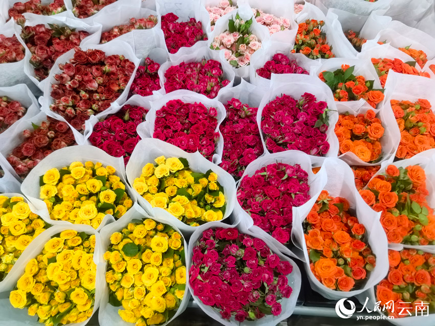 品牌云南｜从“一枝花”到“亿枝花”威廉希尔(图6)