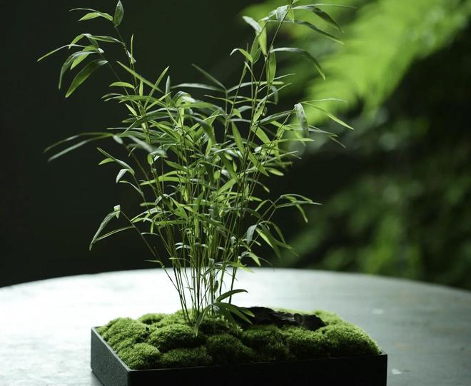 威廉希尔家里绿植摆放有讲究这些风水原则你用对了吗？(图8)