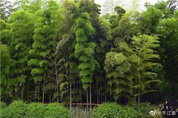 植物风水学知识喜欢在家中种植植物的朋友看过来！(图4)
