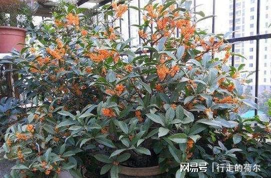 威廉希尔室内盆栽花该怎么选？要先摸清破财花和幸运花的区别别忽视(图4)
