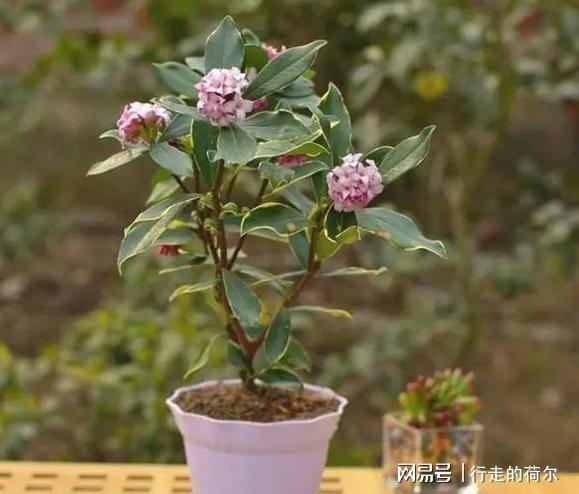 威廉希尔室内盆栽花该怎么选？要先摸清破财花和幸运花的区别别忽视(图3)