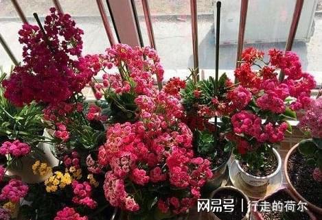威廉希尔室内盆栽花该怎么选？要先摸清破财花和幸运花的区别别忽视(图2)