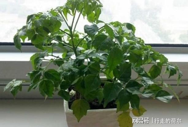威廉希尔室内盆栽花该怎么选？要先摸清破财花和幸运花的区别别忽视(图6)
