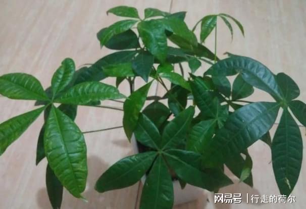 威廉希尔室内盆栽花该怎么选？要先摸清破财花和幸运花的区别别忽视(图5)