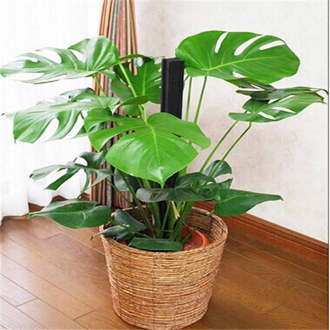 这几种植物都能生财挡灾关键要栽对位置不然没有作用！(图5)