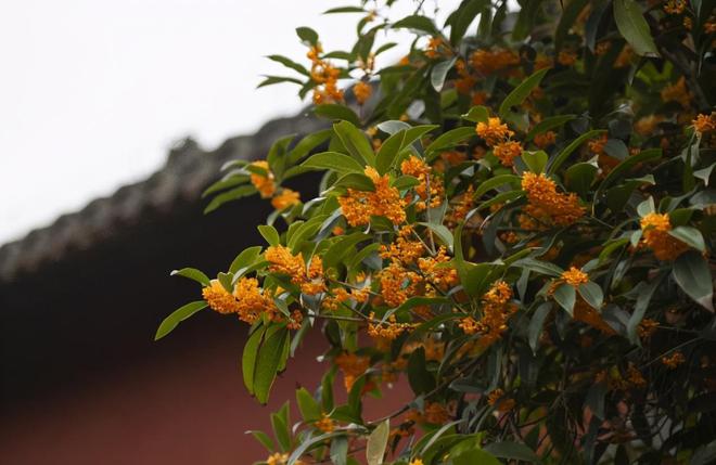 这几种植物都能生财挡灾关键要栽对位置不然没有作用！(图4)