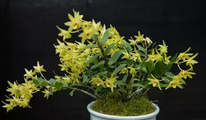 这几种植物都能生财挡灾关键要栽对位置不然没有作用！(图7)