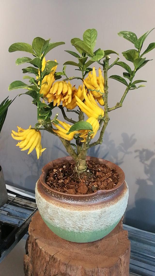 这几种植物都能生财挡灾关键要栽对位置不然没有作用！(图6)