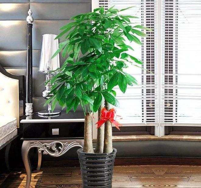 威廉希尔买回家的花摆放位置是关键长得茂盛还旺家！(图10)