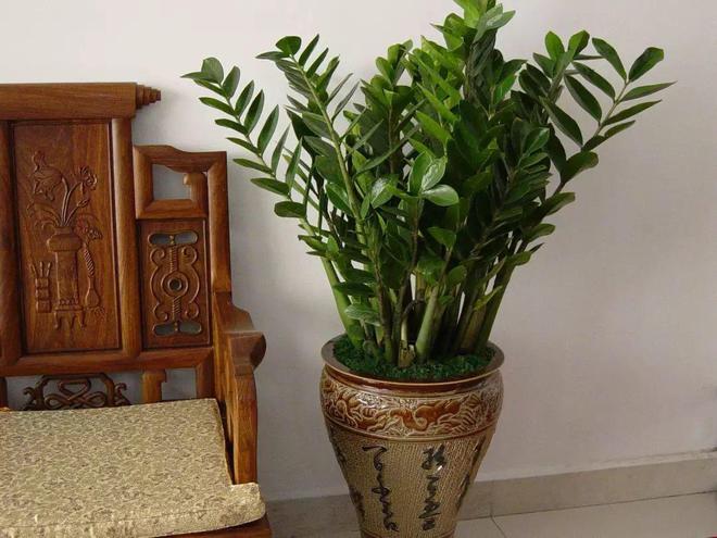 威廉希尔买回家的花摆放位置是关键长得茂盛还旺家！(图13)