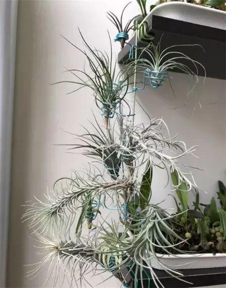 威廉希尔买回家的花摆放位置是关键长得茂盛还旺家！(图19)