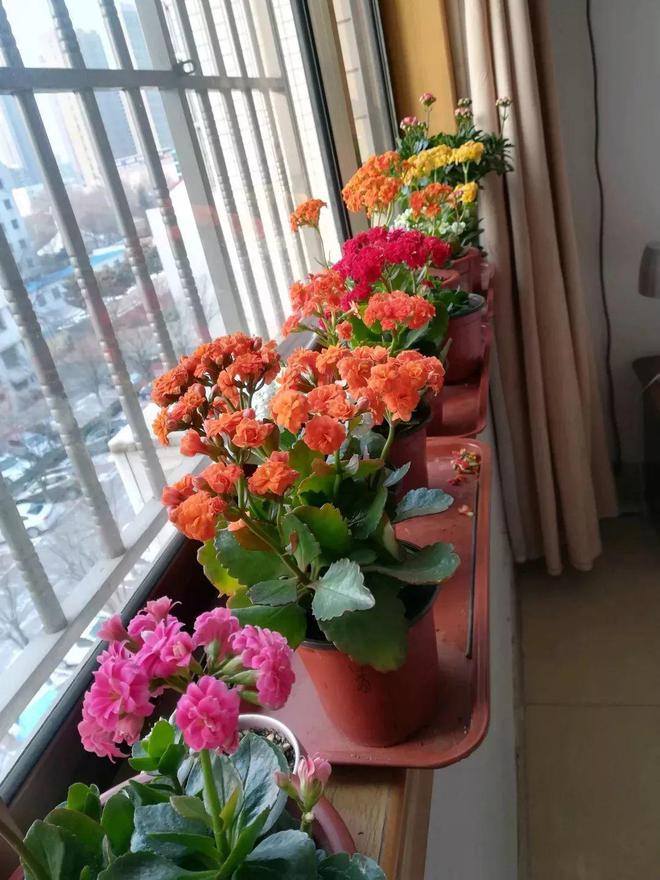 威廉希尔买回家的花摆放位置是关键长得茂盛还旺家！(图23)