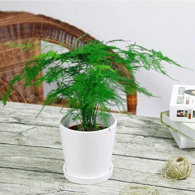 威廉希尔买回家的花摆放位置是关键长得茂盛还旺家！(图29)