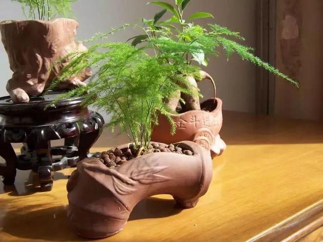 威廉希尔买回家的花摆放位置是关键长得茂盛还旺家！(图28)