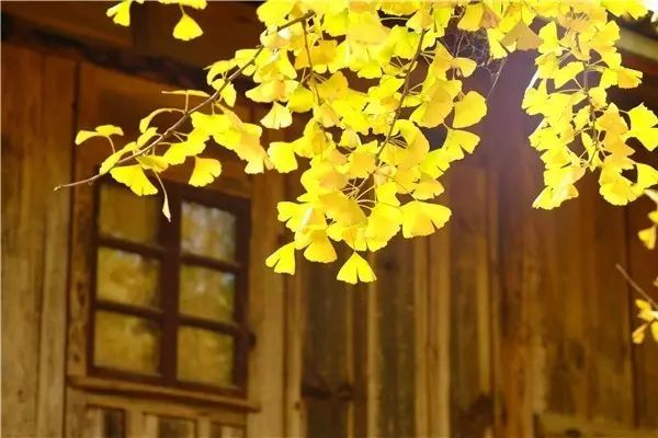 WilliamHill植物风水学知识园林景观人必知！(图11)