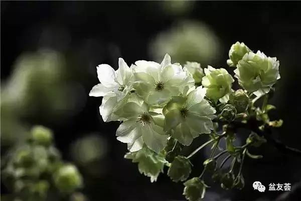 植居]植物风水学(图3)