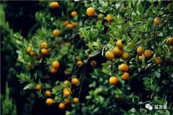 植居]植物风水学(图5)