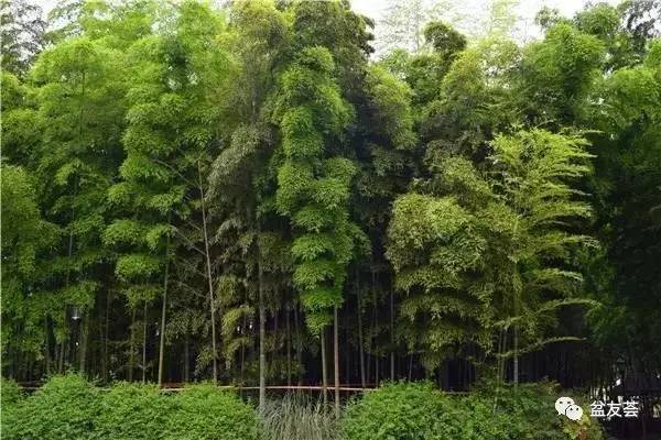 植居]植物风水学(图6)