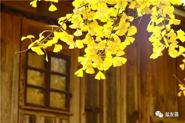 植居]植物风水学(图11)