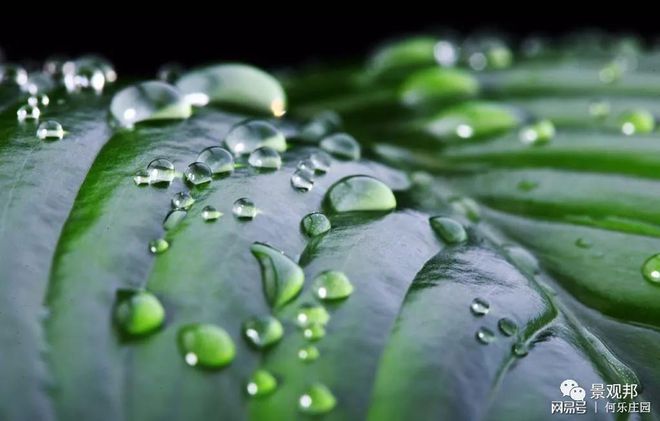 庭院植物风水看这6点就够了(图4)