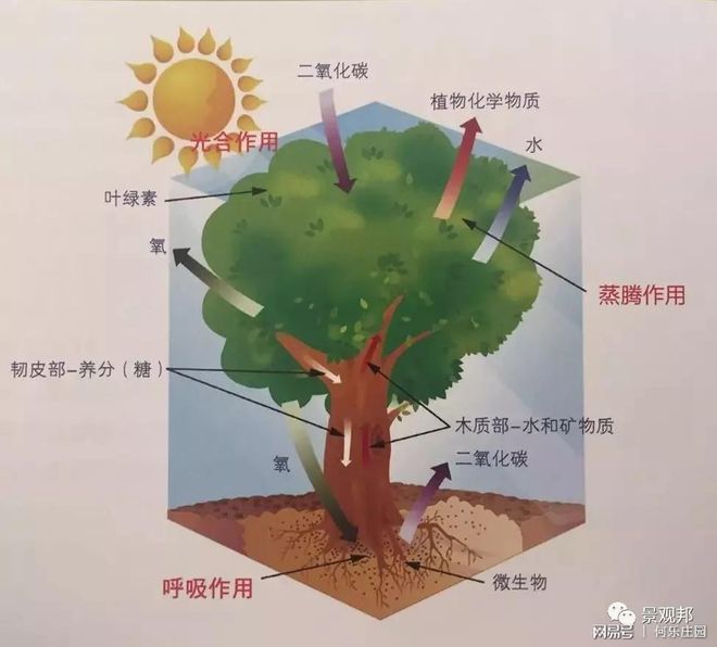 庭院植物风水看这6点就够了(图3)