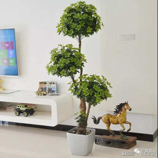 庭院植物风水看这6点就够了(图13)