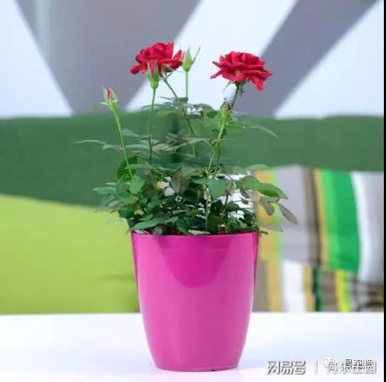 庭院植物风水看这6点就够了(图15)