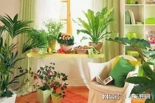 庭院植物风水看这6点就够了(图14)
