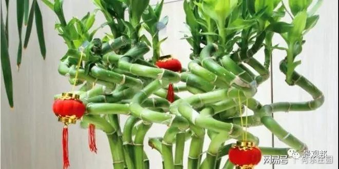 庭院植物风水看这6点就够了(图16)
